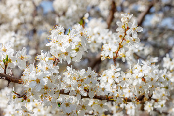 The heavy blossom in the garden
