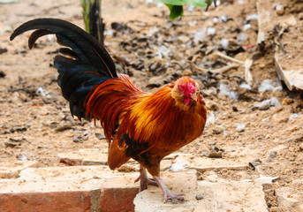 Gallo caminando