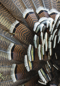 Feathers from a wild tom turkey during mating season