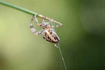 Kreuzspinne am Halm