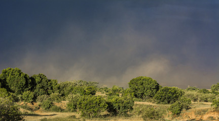 Dust storm at Masai Mara