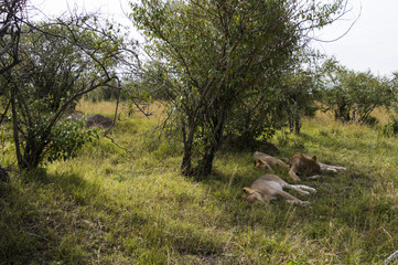 Masai Mara Landscape