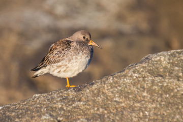 Purple sandpiper (Calidris maritima). Stokksnes, Iceland