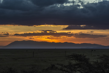 Evening at Amboseli