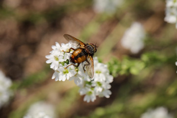 Fliege auf eine Blüte