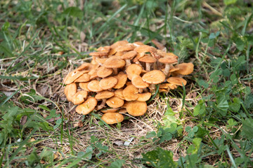 Honey Mushrooms Growing in Grass