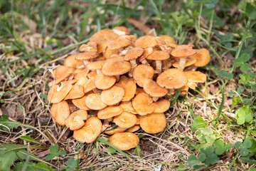Honey Mushrooms Growing in Grass
