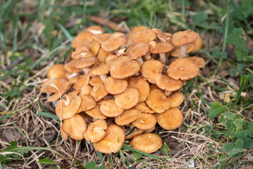 Honey Mushrooms Growing in Grass