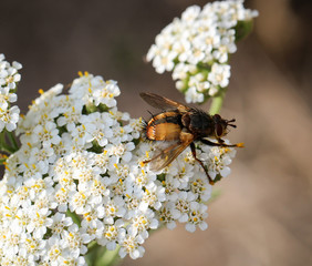 Fliege auf eine Blüte