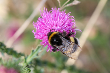 Hummel auf Mariendistel