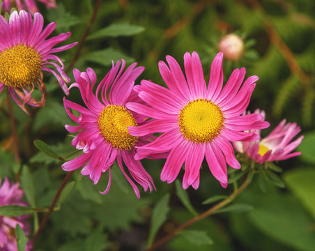 Pink asters frikartii. Autumn flowers