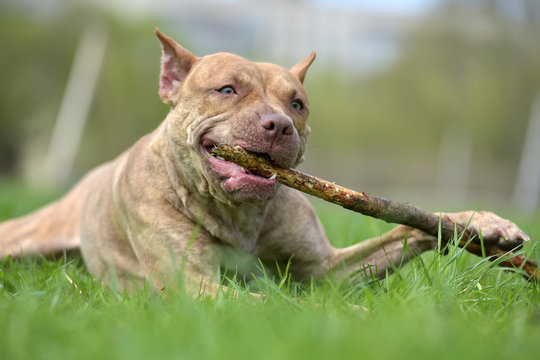 American Pit Bull Terrier