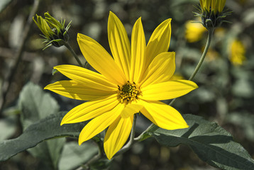 Beautiful Jerusalem artichoke flower closeup