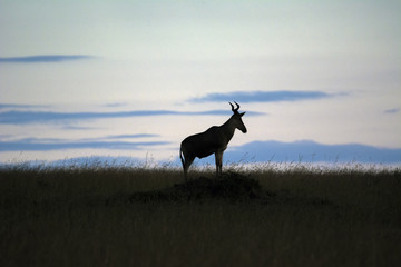 Silhouette