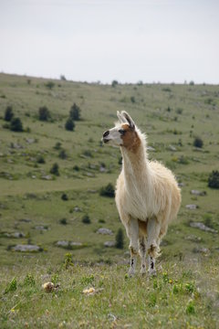 Lama