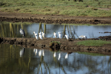 Birds of Lake Nakuru