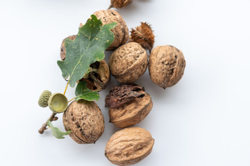 Eichenblatt mit Walnüsse auf weiß 