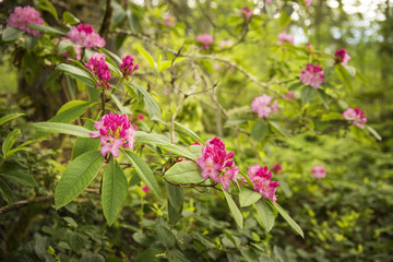 Wild rhododendrons fill the forest in the Pacific Northwest during the springtime
