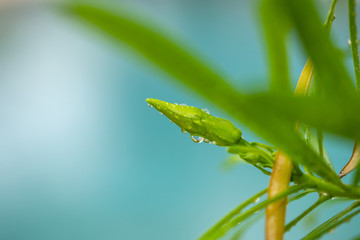 Beautiful Flower covered in rain drops