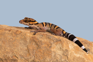 Naklejka premium Vietnamese Cave Gecko (Goniurosaurus araneus)/Vietnamese Cave Gecko basking on smooth rock