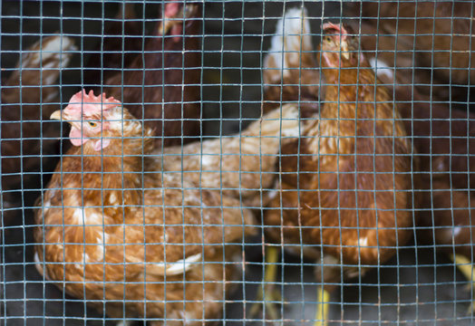 chicken behind bars on the farm