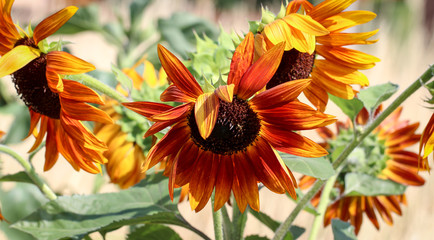 Sonnenblumen im Sonnenlicht 