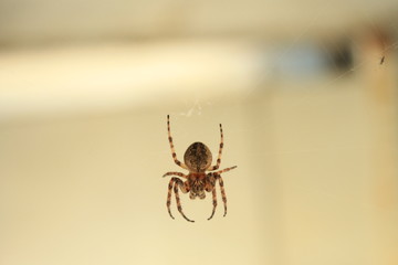 spider on a web