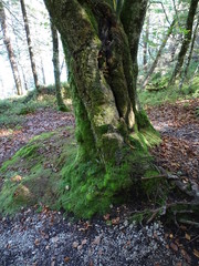 Achensee in Tirol, Bezirk Schwaz, Wanderweg zwischen Pertisau und Achenkirch über die Gaisalm
