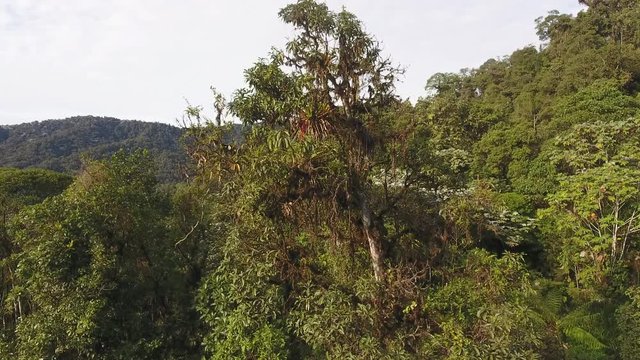 Rising up past a tree with flowering bromeliad and overlooking the canopy of pristine montane rainforest at the Los Cedros Biological Reserve in western Ecuador