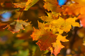 Autumn maple leaves with background blur