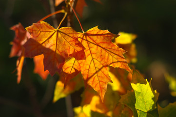 Autumn maple leaves with background blur