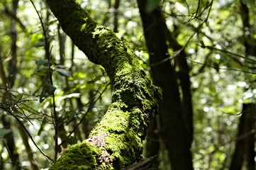 Green musk on the branches in the wood - Marche, Italy, Europe