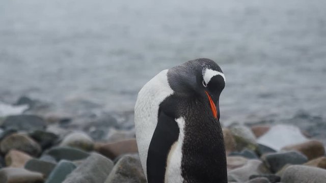 Eselspinguin putzt sich im Sturm