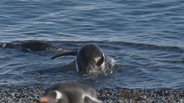 Eselspinguin taucht ins Wasser