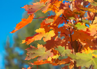 Autumn maple leaves with background blur