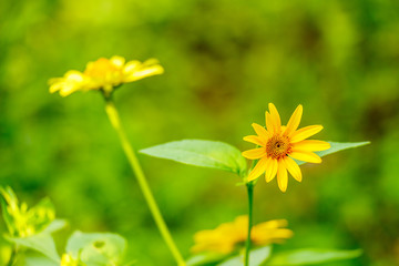 Yellow daisy flowers in a garden on a green background
