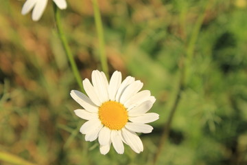 Obraz premium autumn meadow flower