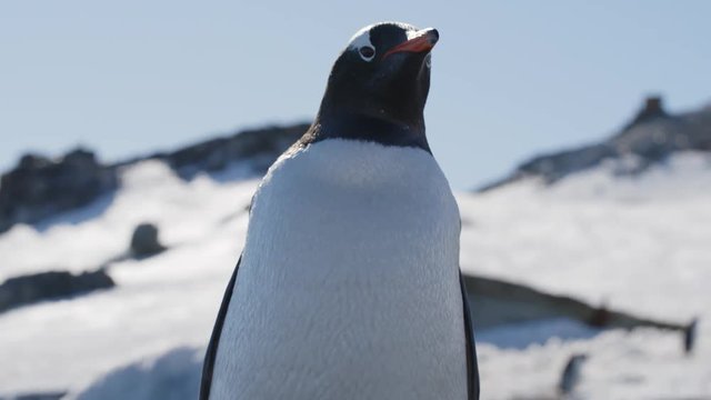 Pinguin schaut neugierig