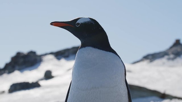 Pinguin schaut in Ferne
