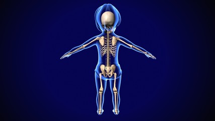 3d rendered illustration of a human skeleton

