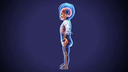 3d rendered illustration of a human skeleton
