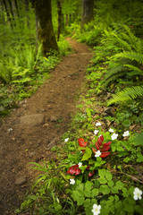 Flowers line a forest path