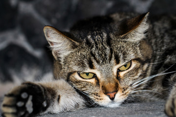 Portrait einer Katze 