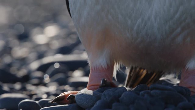 F&uuml;&szlig;e von Pinguin