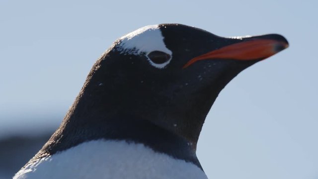 Nahaufnahme Eselspinguin