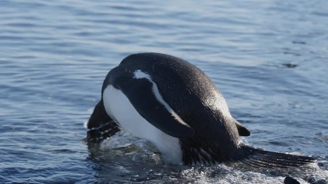 Pinguin taucht ins Meer ein