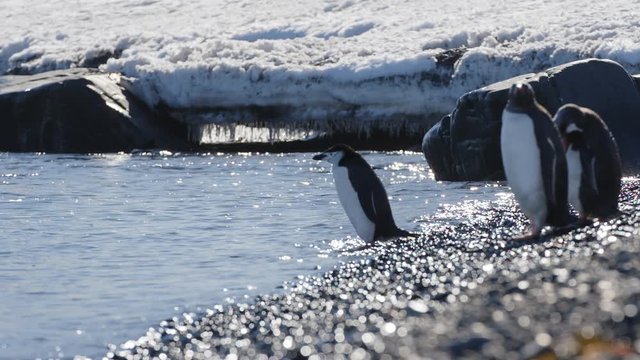 Pinguin l&auml;uft ins Meer
