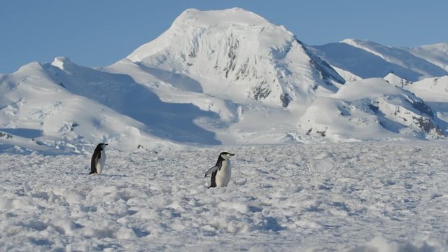 Pinguine laufen vor Eisberg
