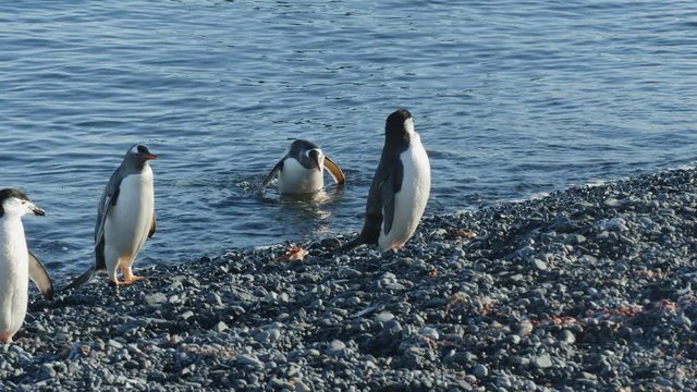 Pinguin kommt aus Meer