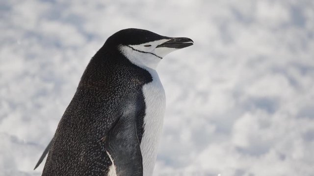 Nahaufnahme Z&uuml;gelpinguin